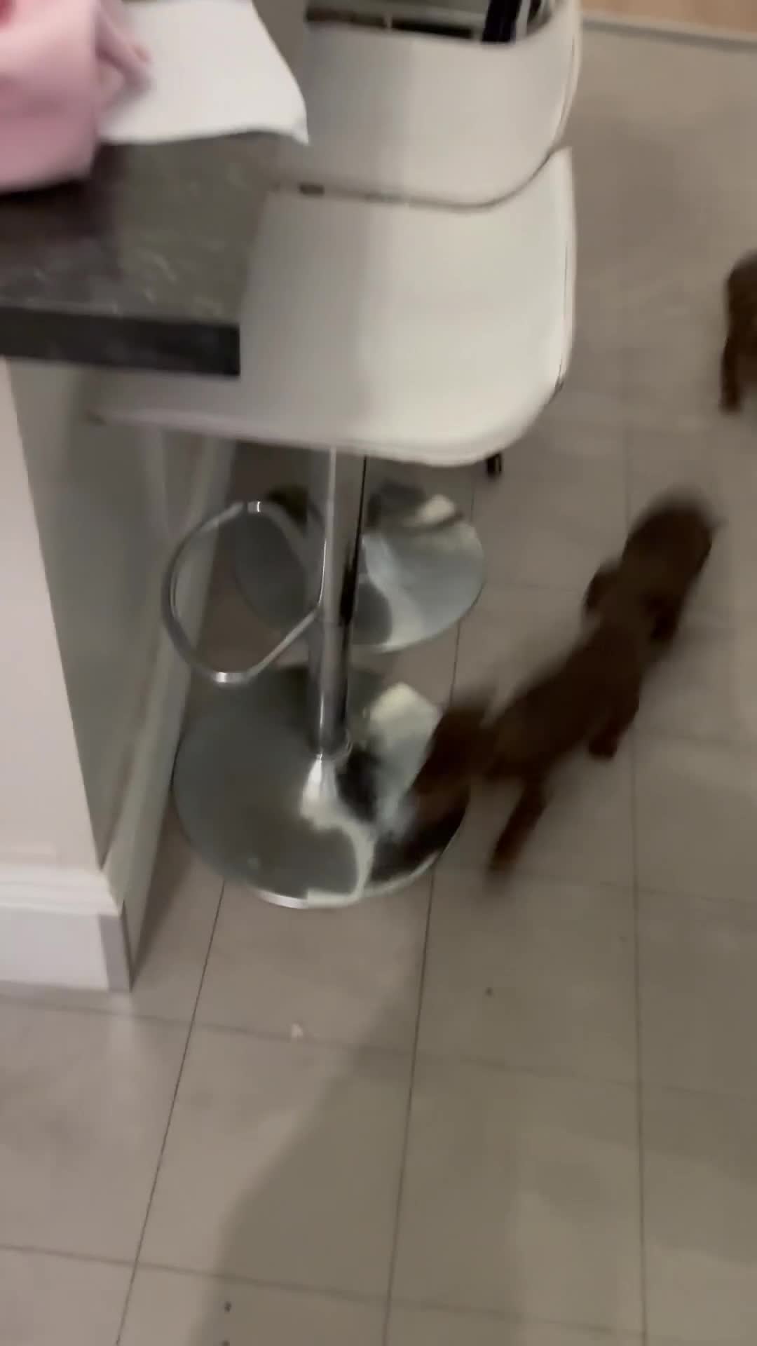 Miniature Dachshund dogs for sale: KC Miniature Dachshund puppies - Video 5