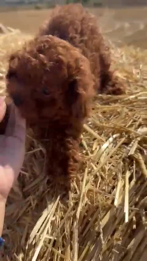 Toy Poodle dogs for sale: Toy Poodle Puppies–Asian Lines–Tiny Size - Video 2