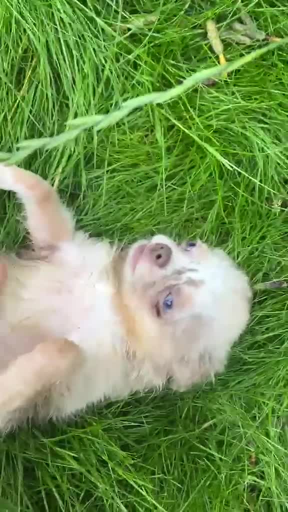 Chihuahua dogs for sale: Chihuahua boy lilac marble with blue eyes  - Video 5