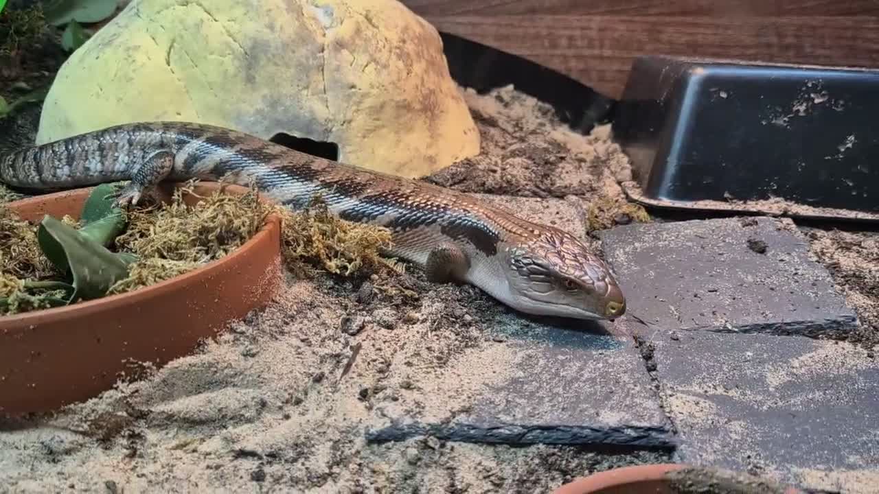 Skink reptiles for sale: Blue tongued skink age 1 - Video 2