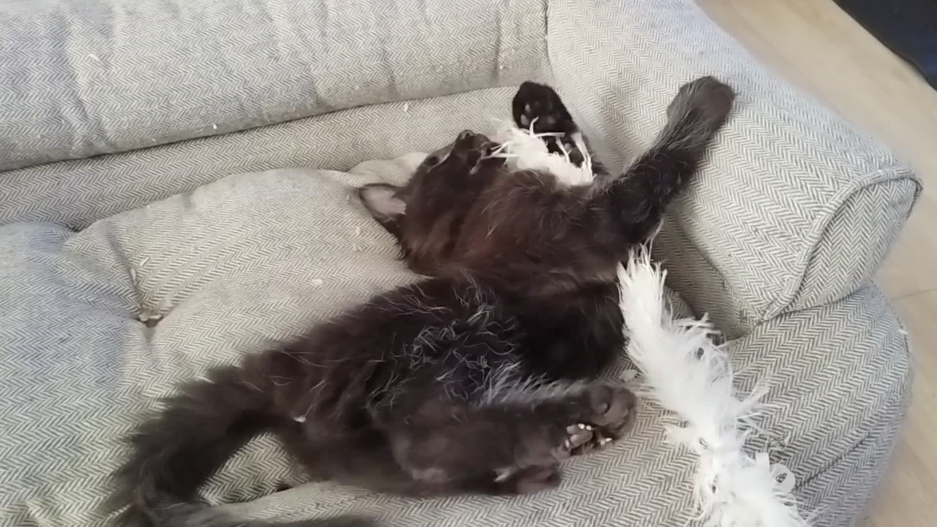 Maine Coon cats for sale: Tica pedigree MC kittens-ready for new home  - Video 2