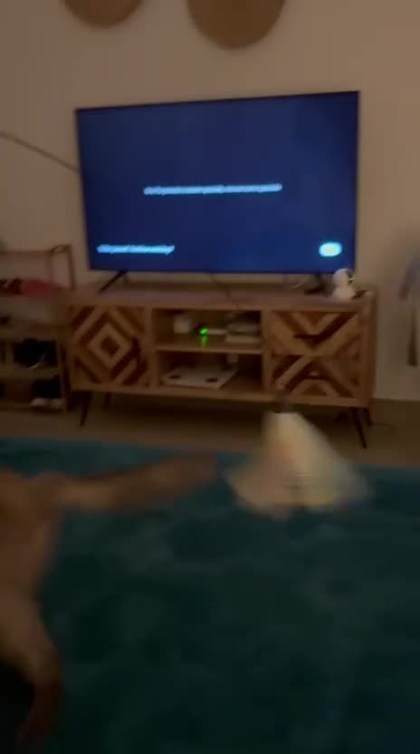 Mixed Breed cats for adoption: LILLI MIC PERSIAN GIRL SPAYED CALM AFFECTIONATE  - Video 3