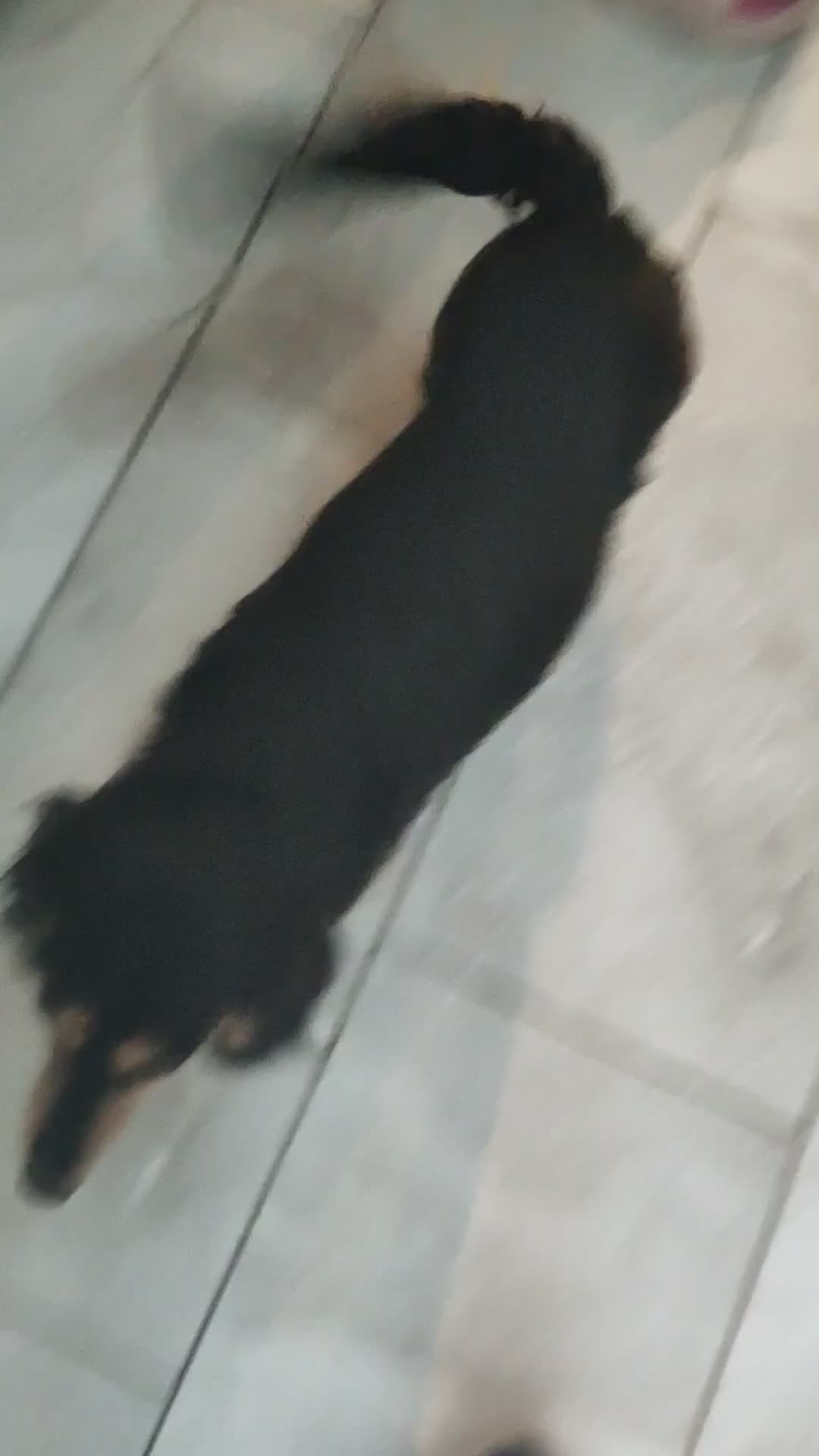 Miniature Dachshund dogs for sale: Stunning boy, fun and affectionate, health tested - Video 1