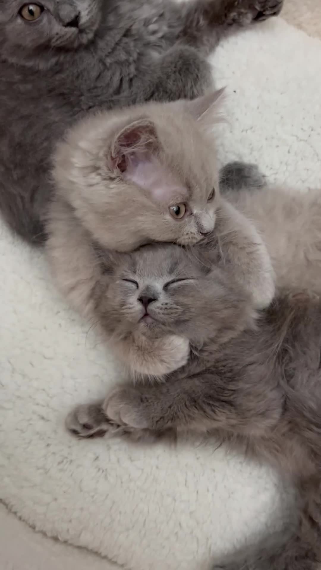 British Longhair cats for sale: 🏆CHAMPION BLOODLINES🏆.British Longhair Kittens. - Video 2