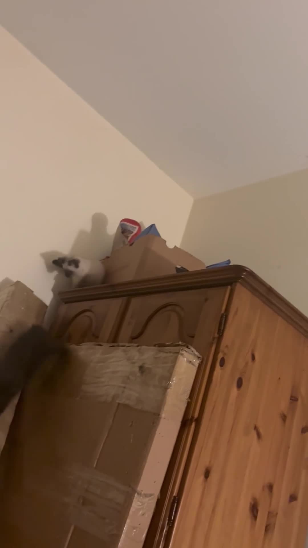 Mixed Breed cats for sale: Mixed Russian Blue, Ragdoll and Tabby  - Video 1