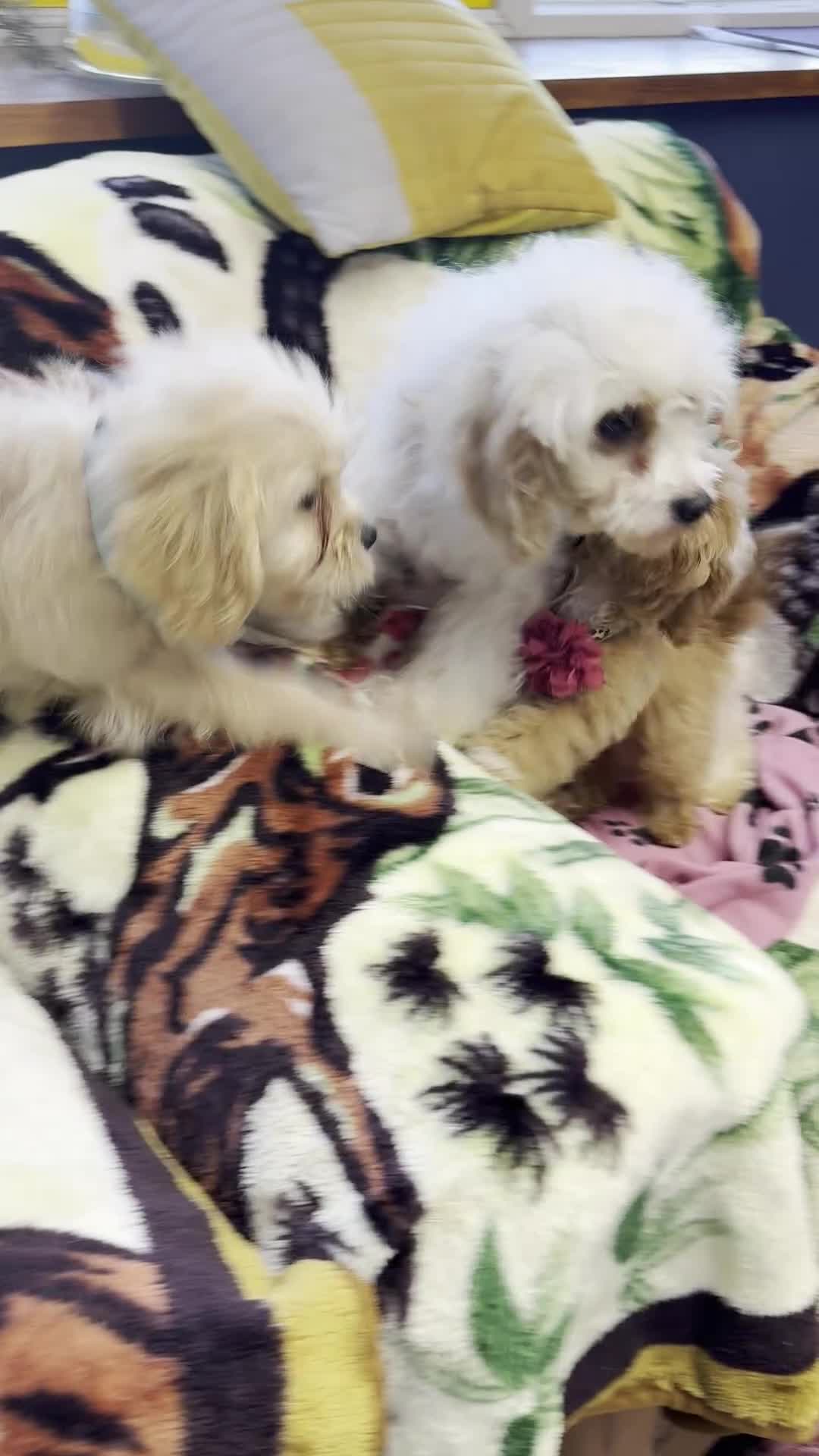 Cavachon dogs for sale: Fluffball Cavapoos ready to go 💕 - Video 1