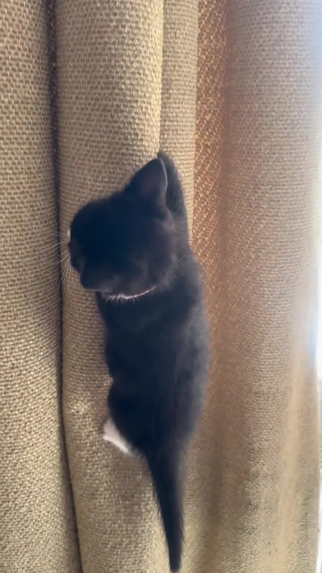 Mixed Breed cats for sale: Mixed breed kittens for sale in Stourbridge - Video 1