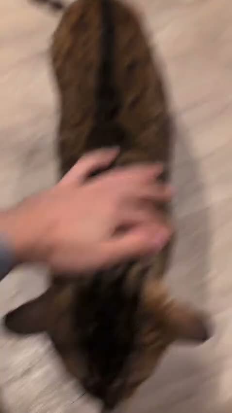 Bengal cats for sale: Retired Male Bengal Seeking Forever Home - Video 1