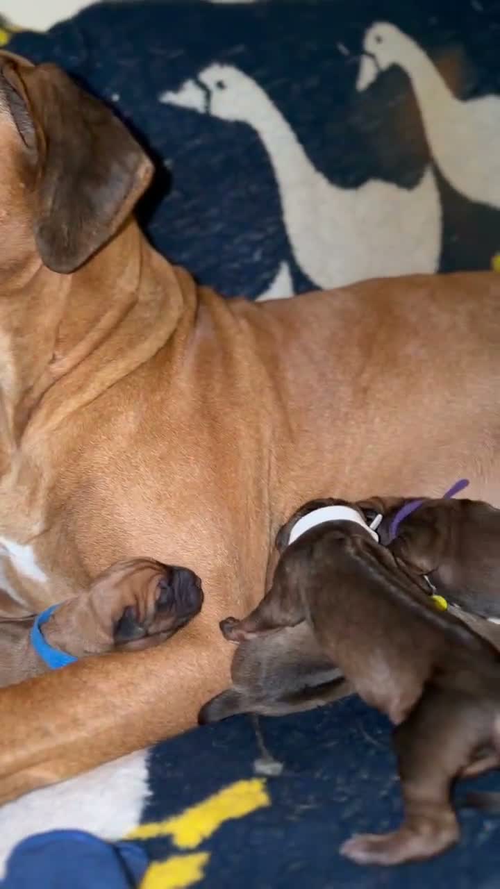 Rhodesian Ridgeback dogs for sale: Bred for beauty. Build and temperament. in Market Drayton - Video 1