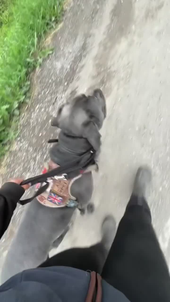Cane Corso dogs for sale: Conan cane corso - Video 1