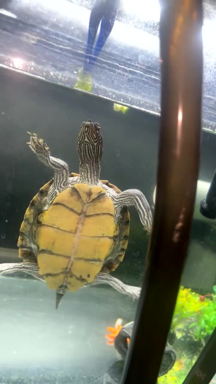 Turtle reptiles for sale: Beautiful Turtle - Video 1