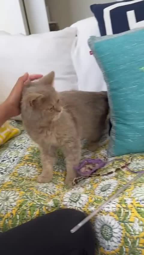 Mixed Breed cats for adoption: ASH - ADORABLE AFFECTIONATE BOY - Video 2