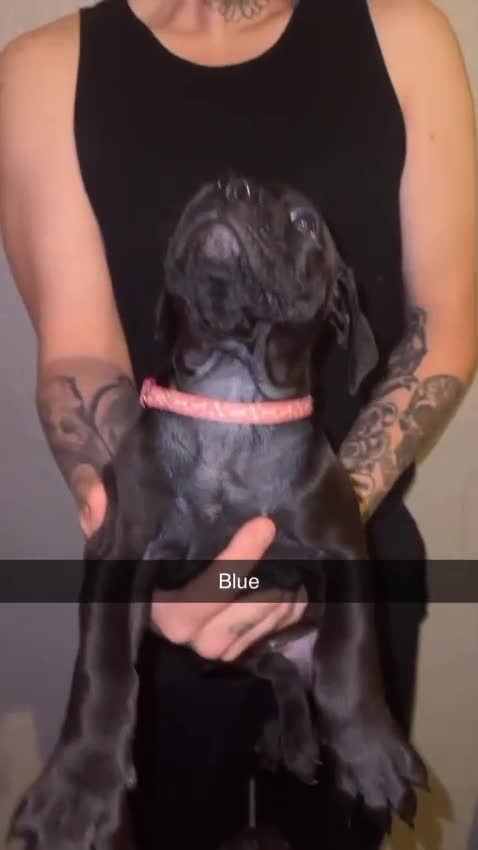 Cane Corso dogs for sale: Cane Corso Puppies - 4 Females & 1 Male, Ready Now - Video 3