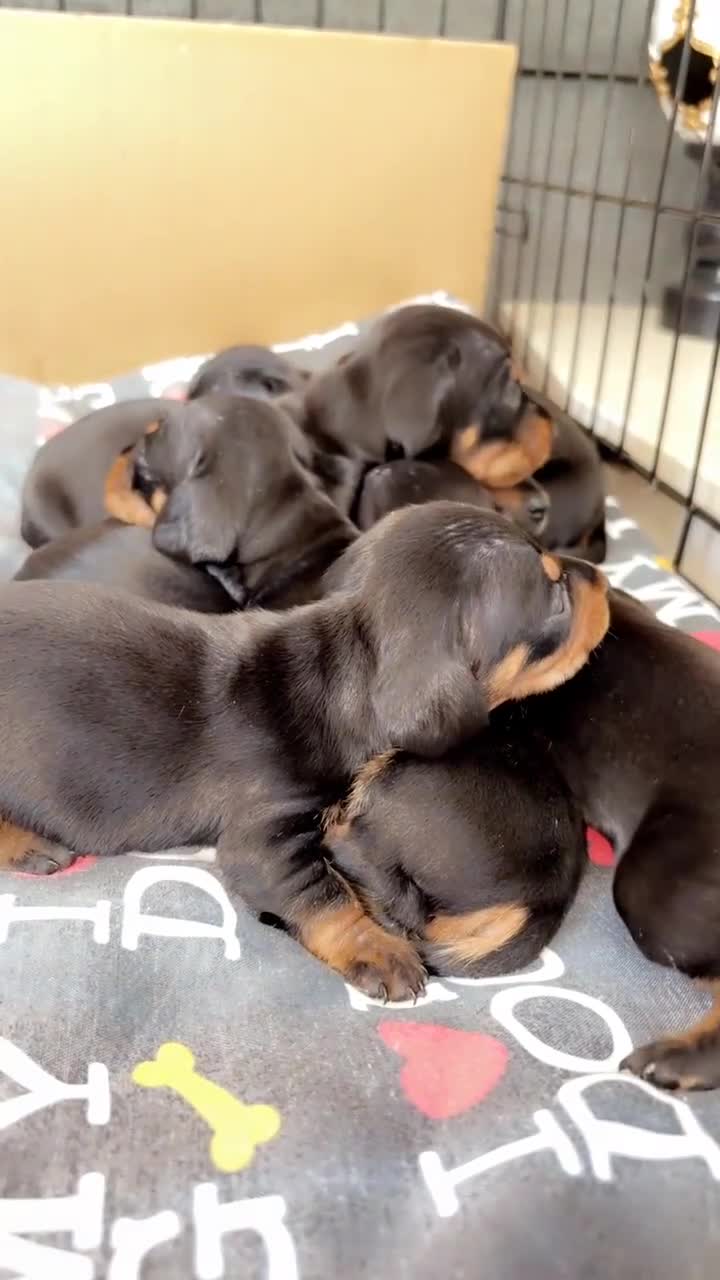 Miniature Dachshund dogs for sale: 6 smooth haired miniature dachshunds! - Video 1