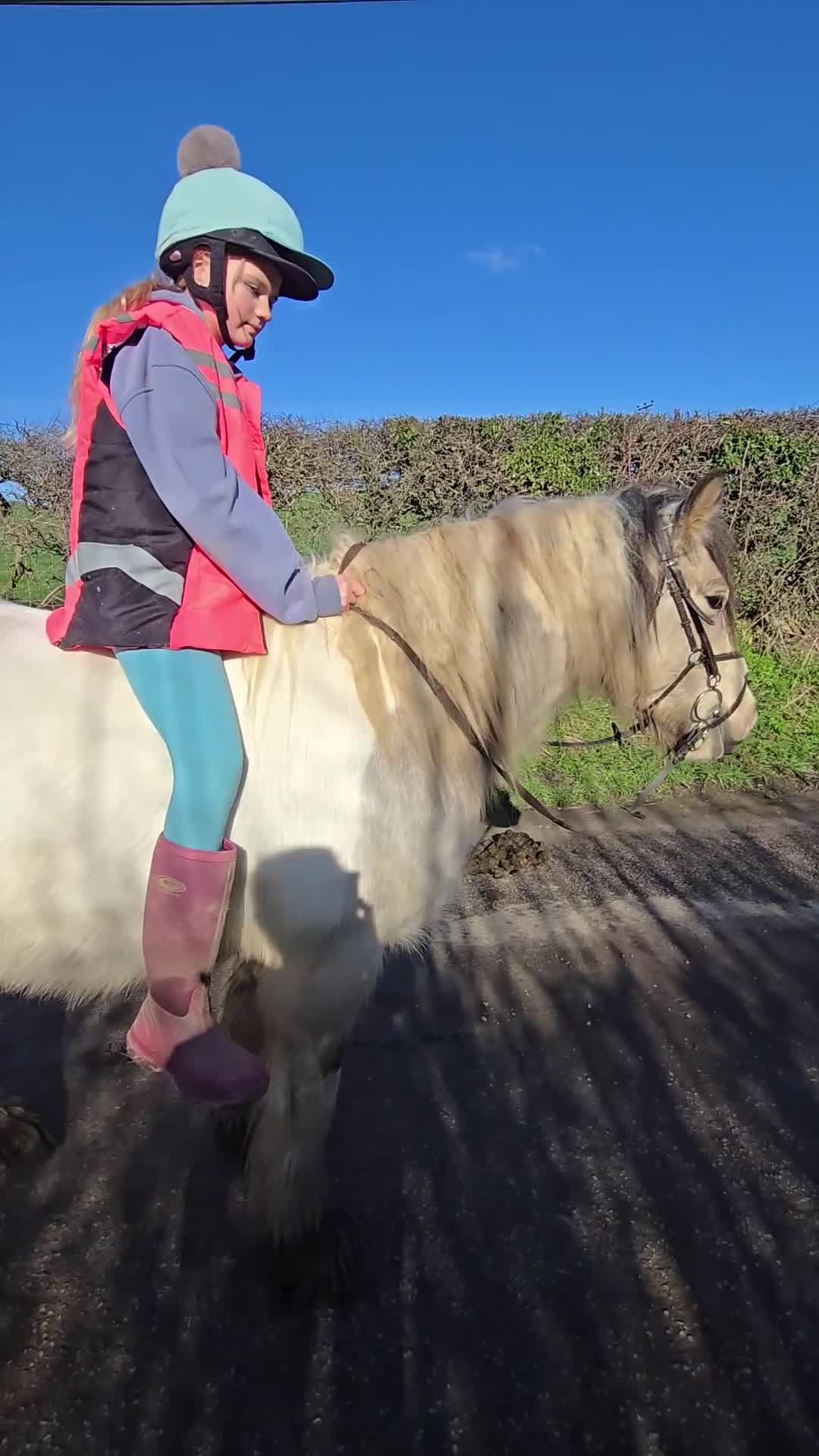 Irish Cob horses for sale: Dun and White confidence giving weightcarrier mare - Video 5
