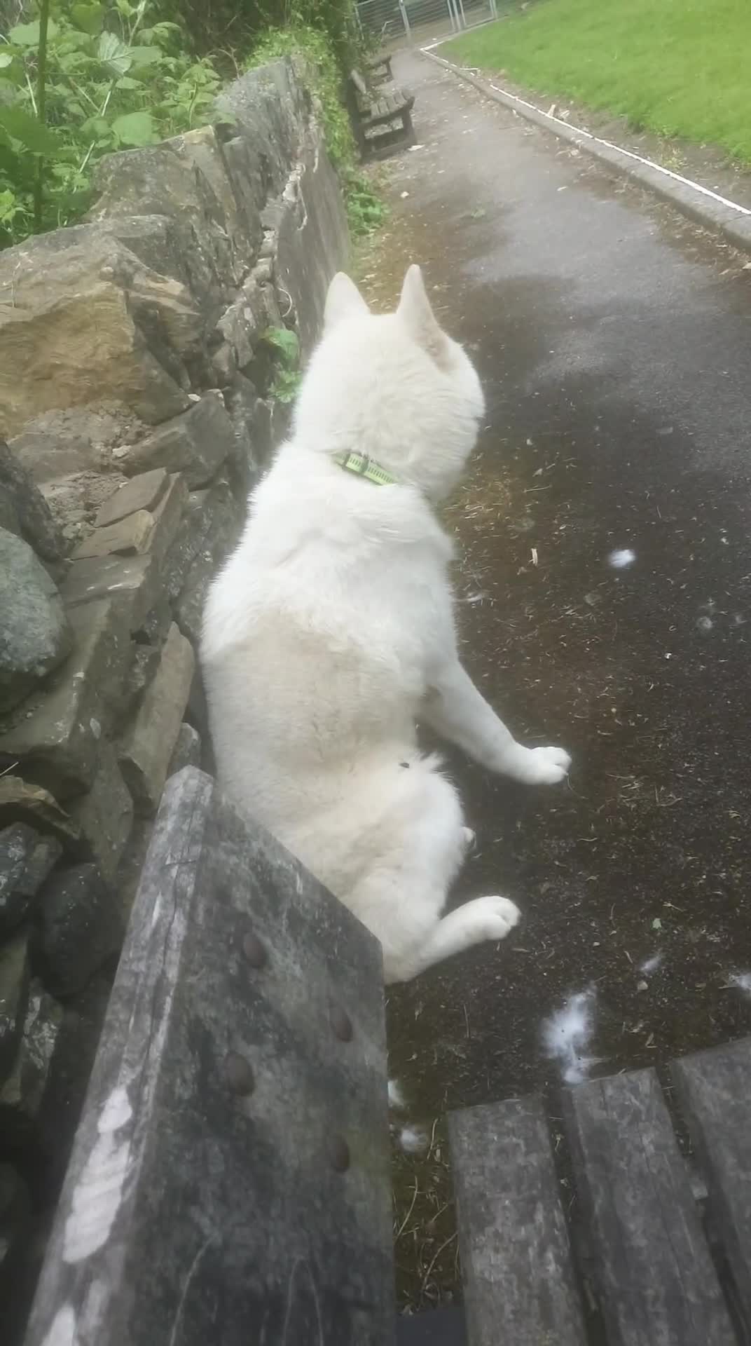 Akita dogs for sale: Male akita name duke  in Bradford - Video 2