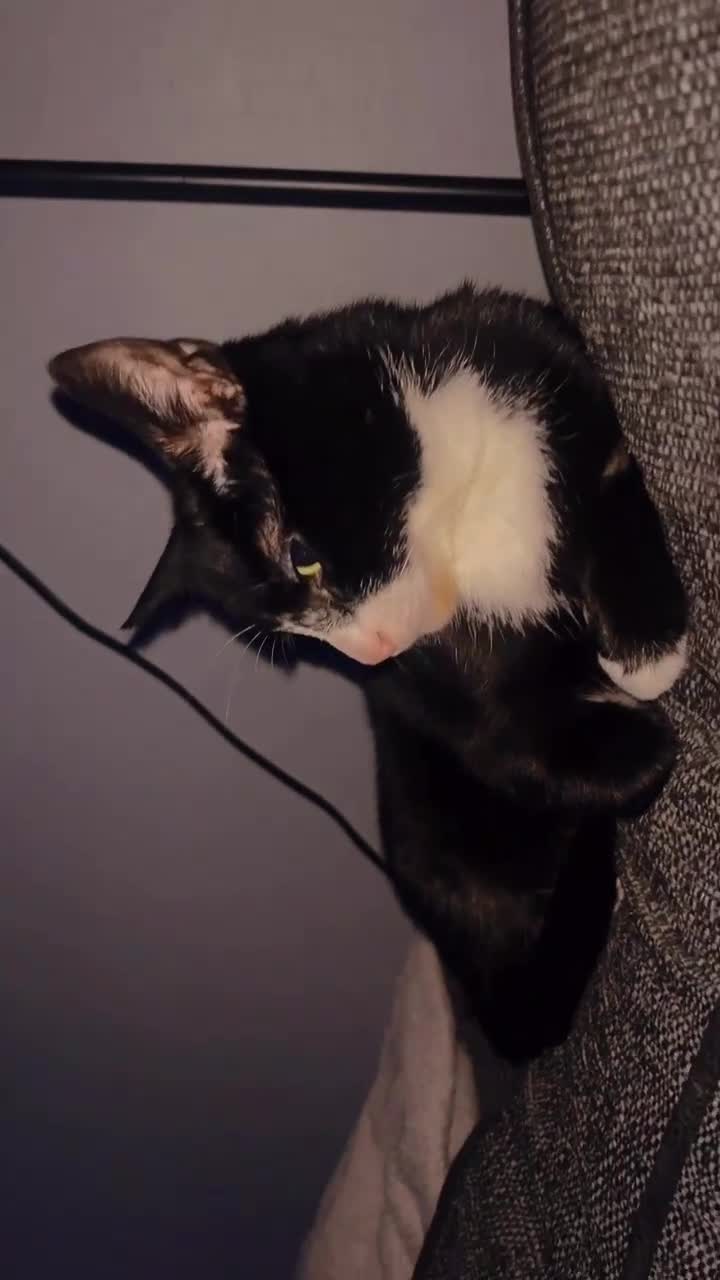 Domestic Shorthair cats for sale: Mia - ready for adoption  - Video 2