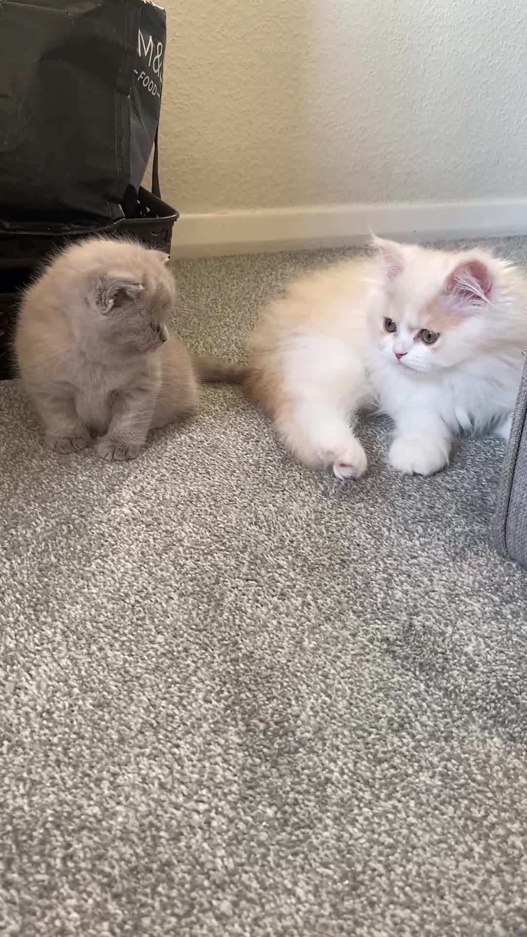 British Longhair cats for sale:  😻 BEAUTIFUL BLH 😻 2 boys READY TO LEAVE  in Milton Keynes - Video 1