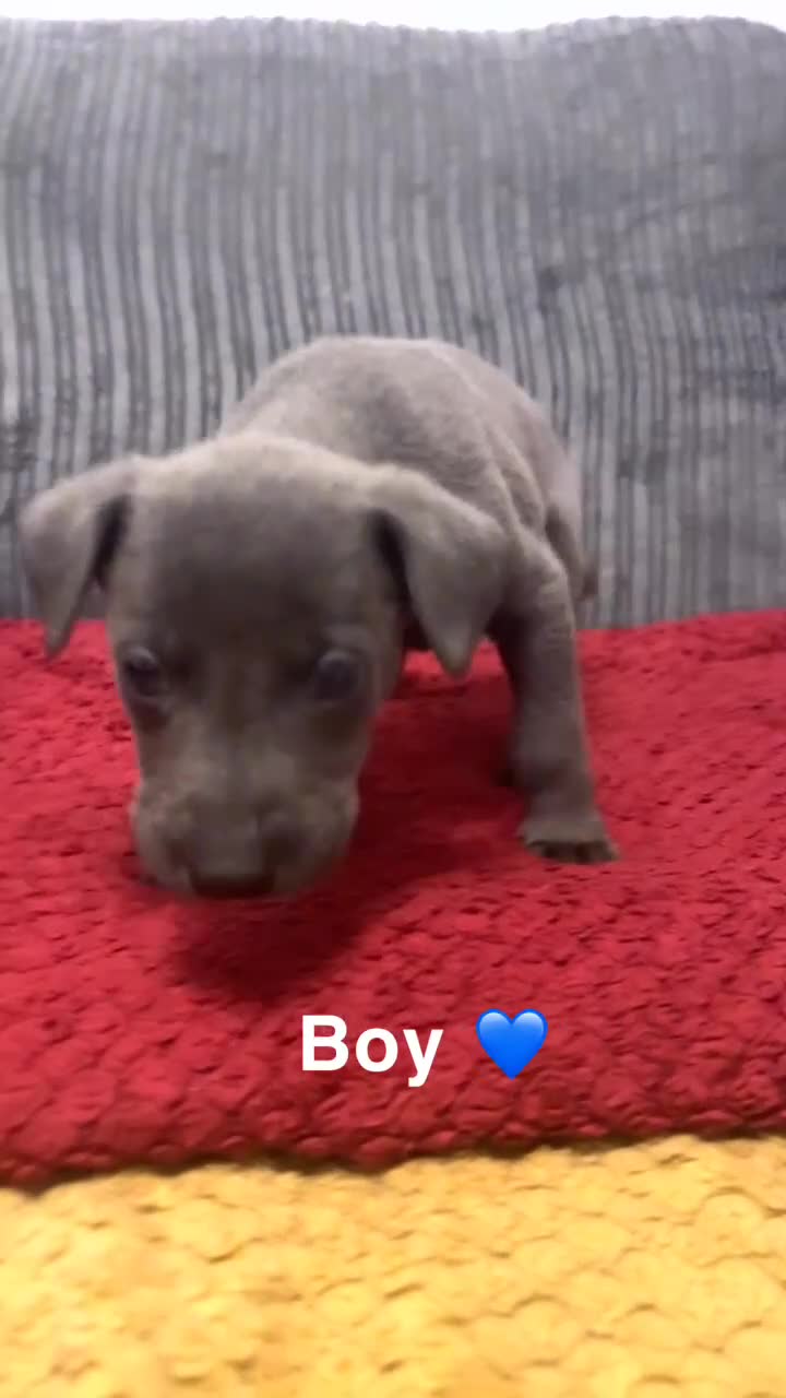 Mixed Breed dogs for sale: Beautiful mixed breed puppies - Video 2