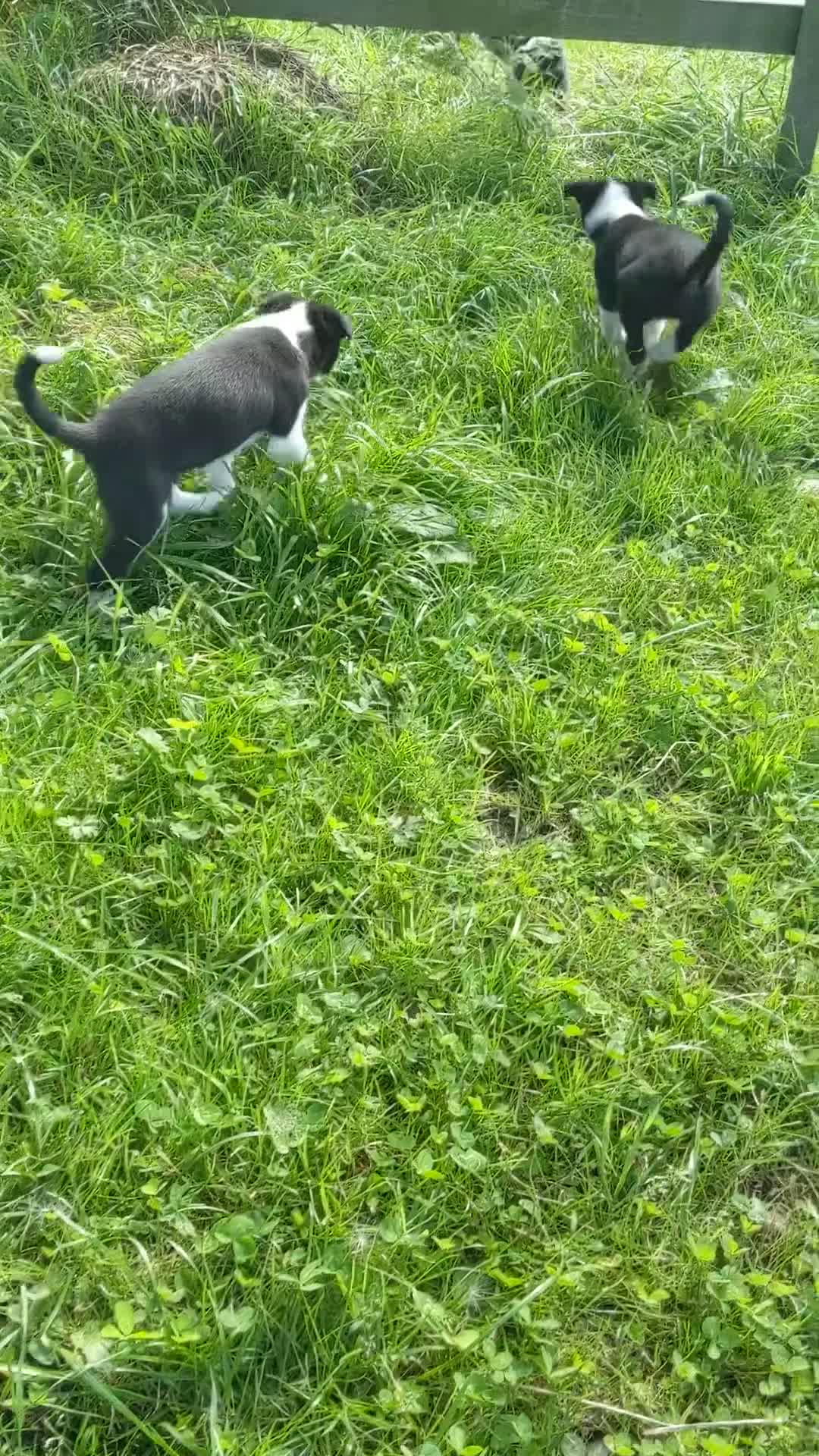Border Collie dogs for sale: Isds border collie pups for sale in Keith - Video 1