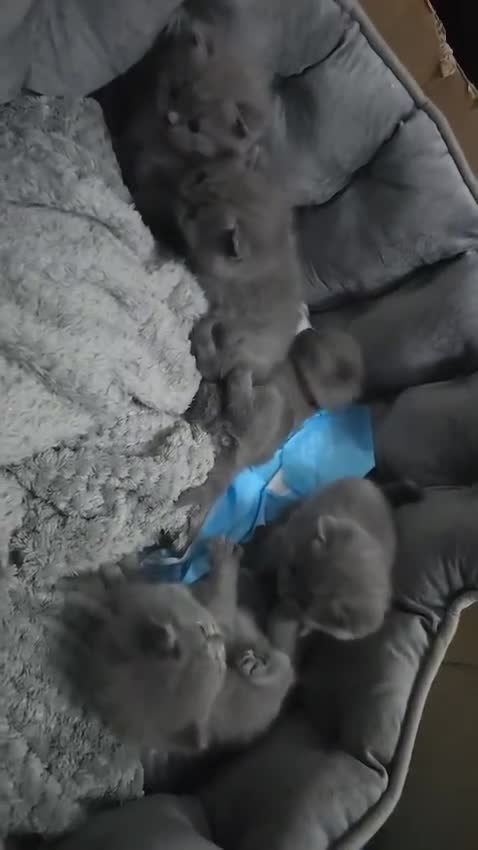 British Shorthair cats for stud: Lilac BSH proven STUD - Video 5