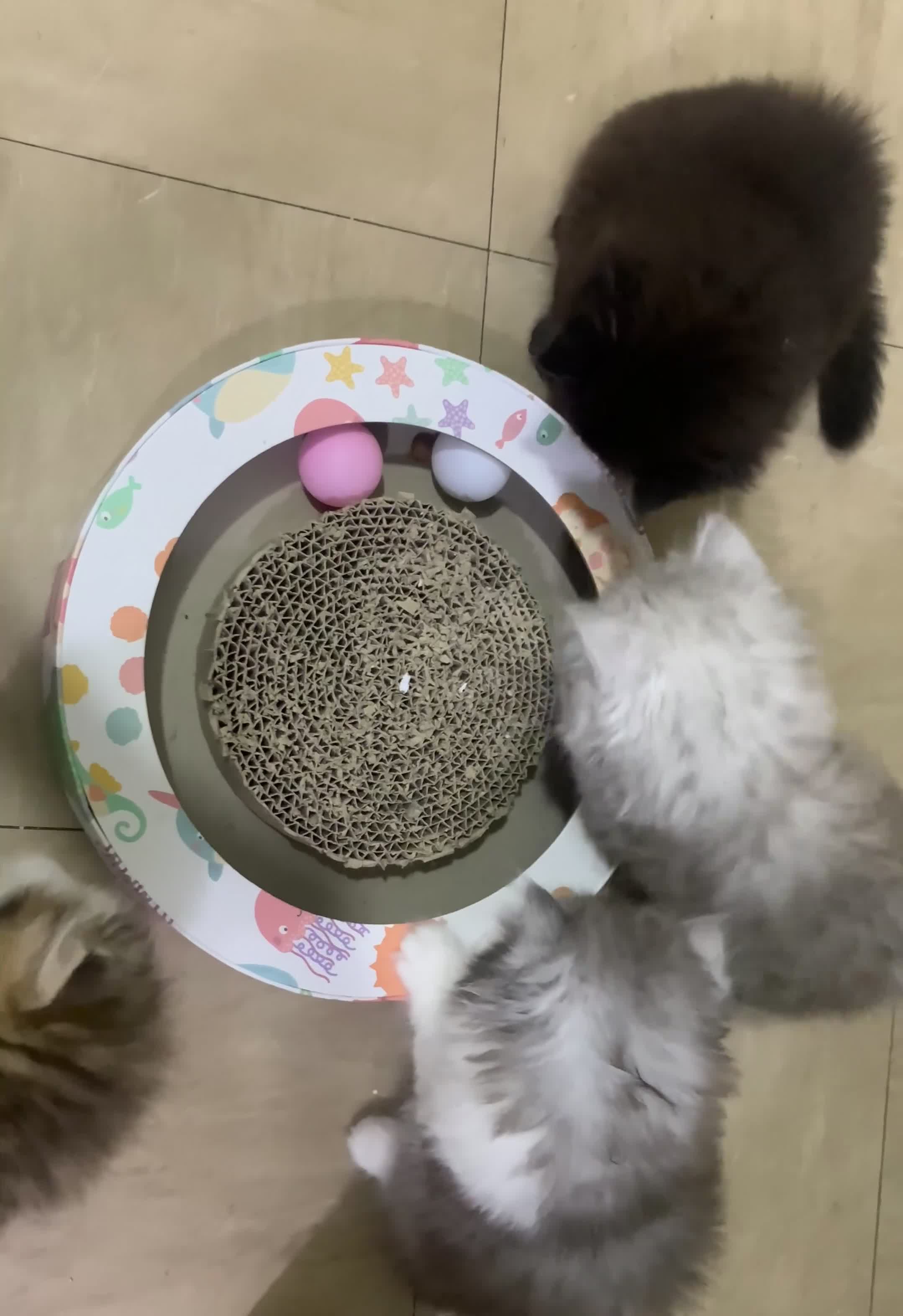 Mixed Breed cats for sale: Beautiful mixed breed kittens  - Video 1