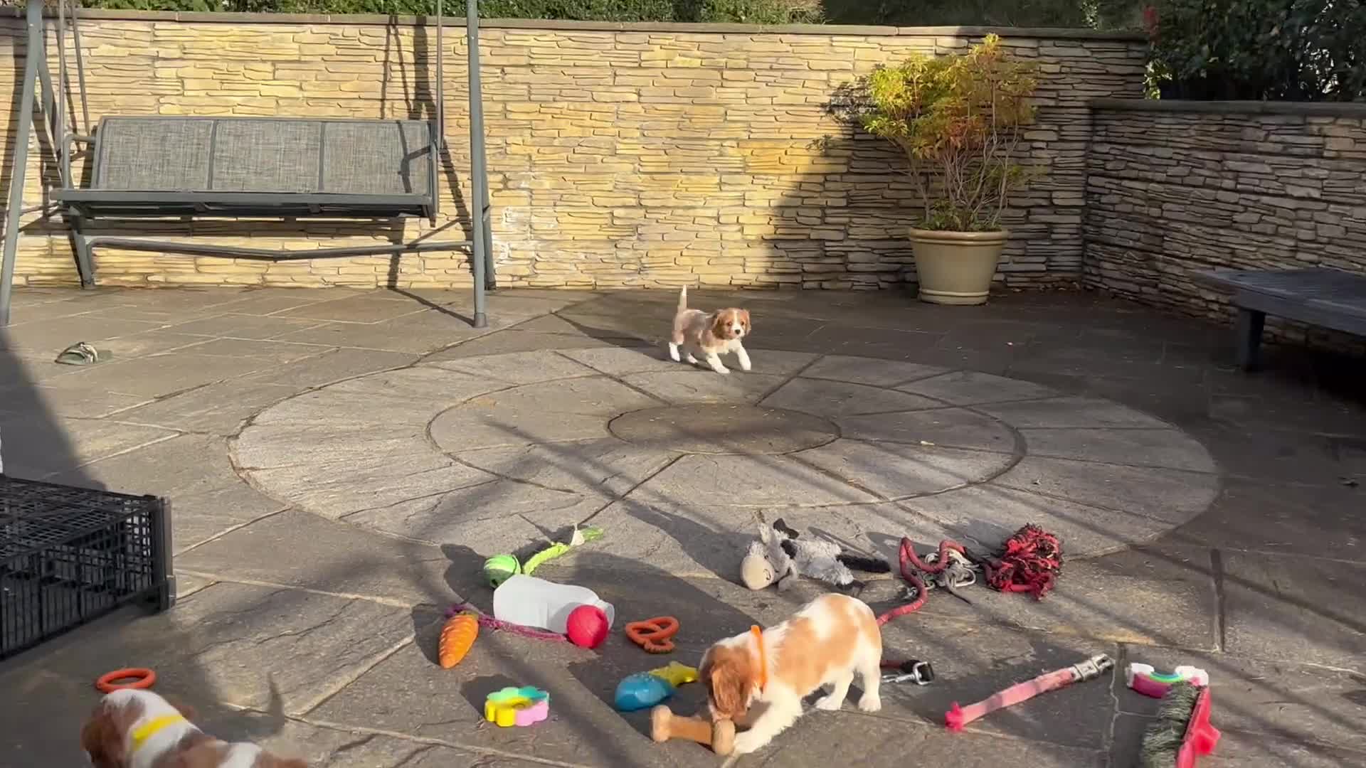 Cavalier King Charles Spaniel dogs for sale: Cavalier King Charles  - Video 1