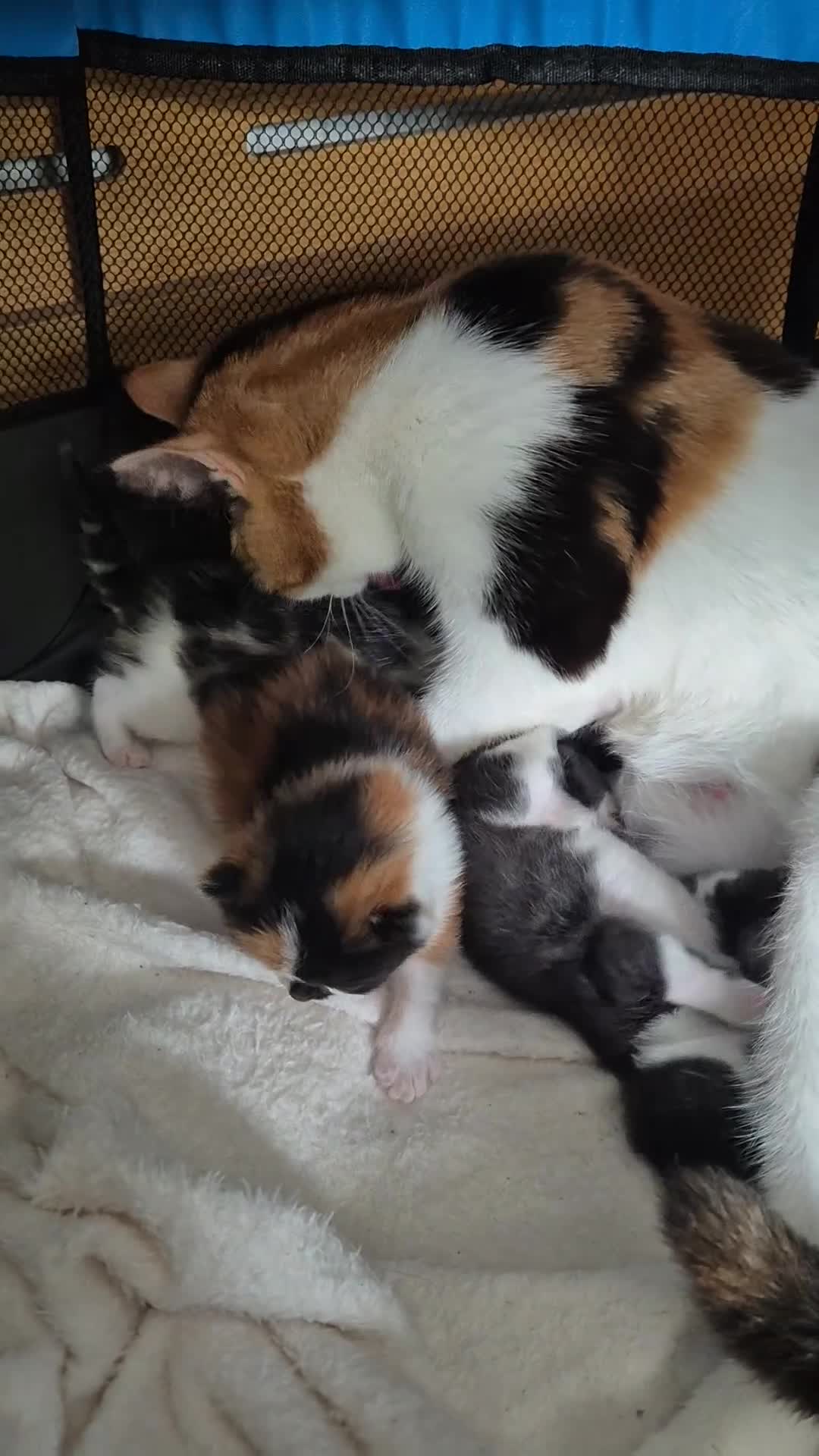 Mixed Breed cats for sale: Kittens for sale - Video 1