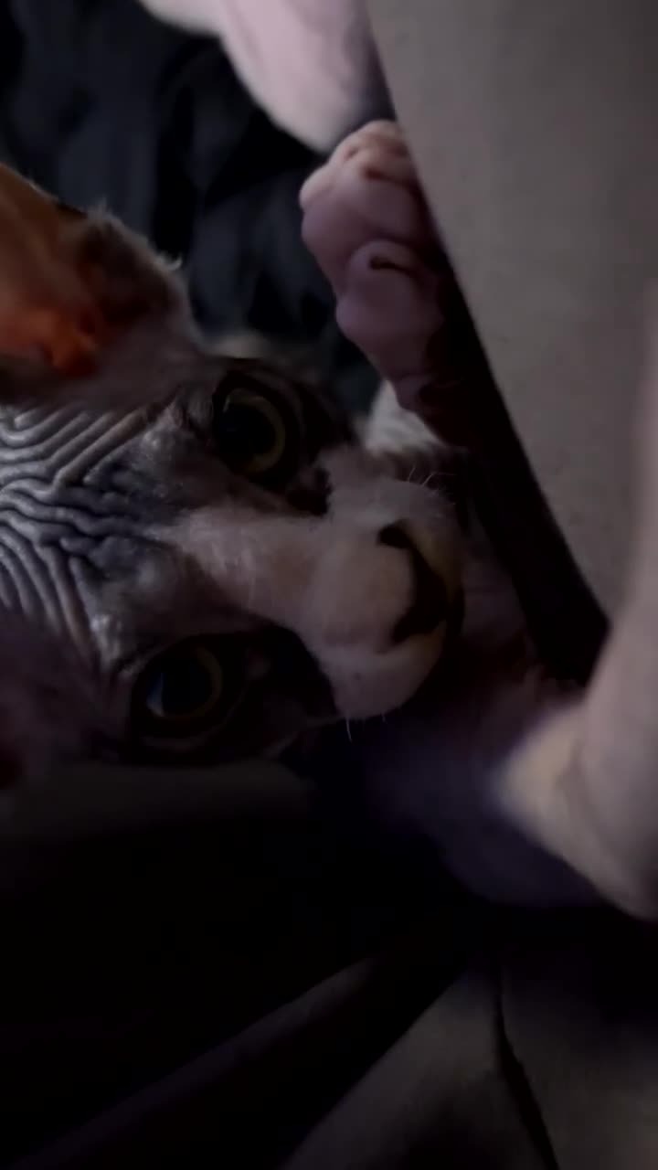 Sphynx cats for sale: Beautiful Sphynx boy in need of a loving home!  - Video 1