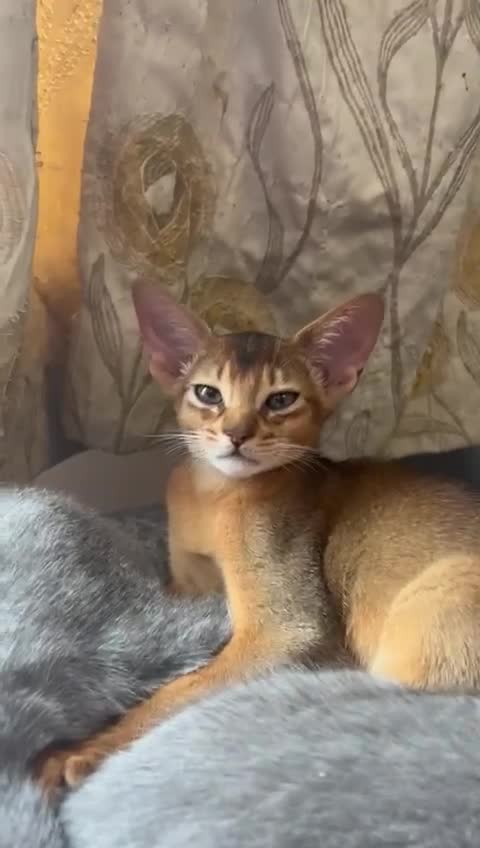 Abyssinian cats for sale: Gorgeous Abyssinian kitten, last one!  - Video 1
