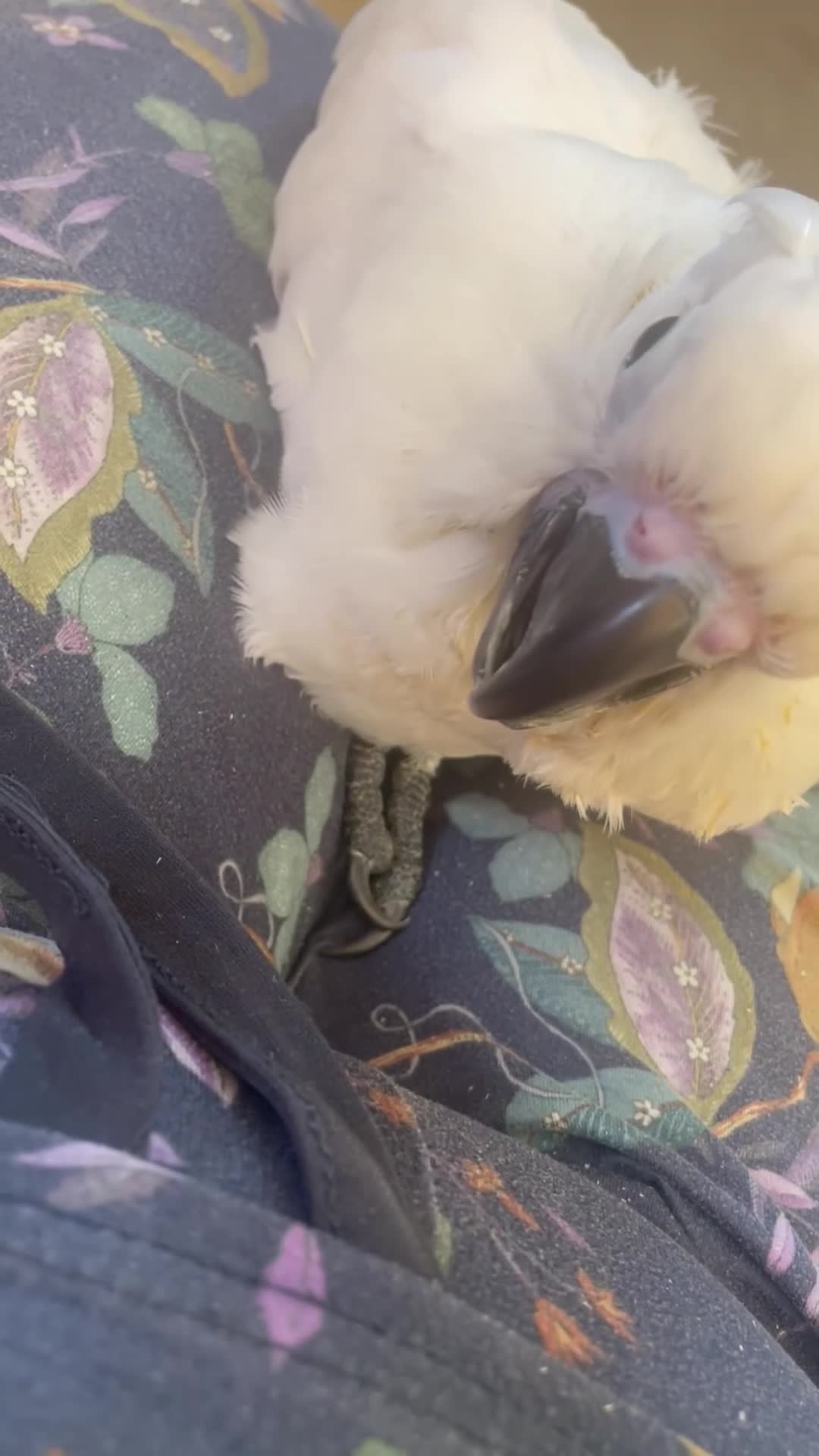 Parrots birds for sale: Hand reared baby boy umbrella cockatoo - Video 2