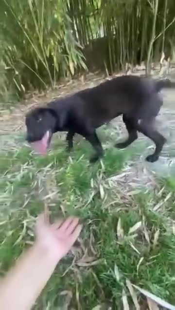 Mixed Breed dogs for adoption: Benny | Bouncy, Loving & Full of Puppy Joy 💜 - Video 5