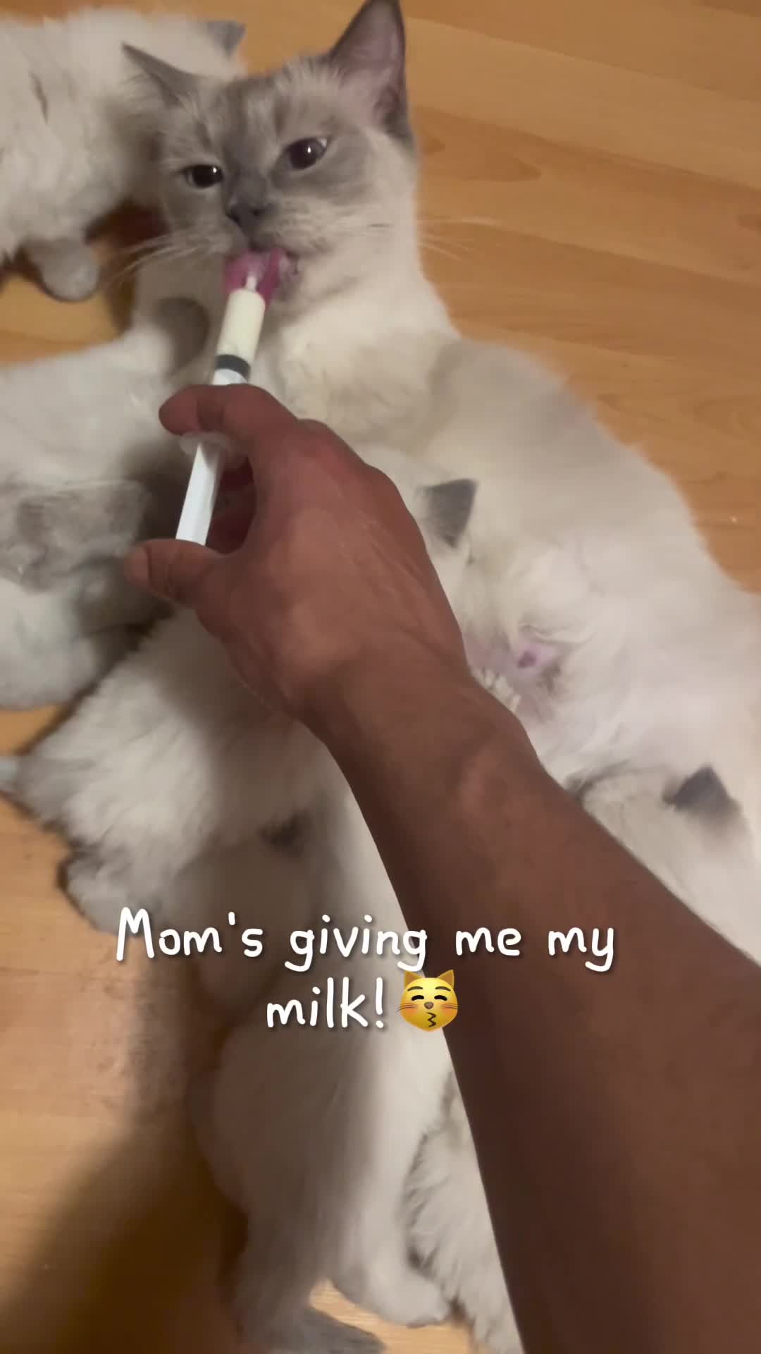 Ragdoll cats for sale:  Ragdoll kittens  - Video 1
