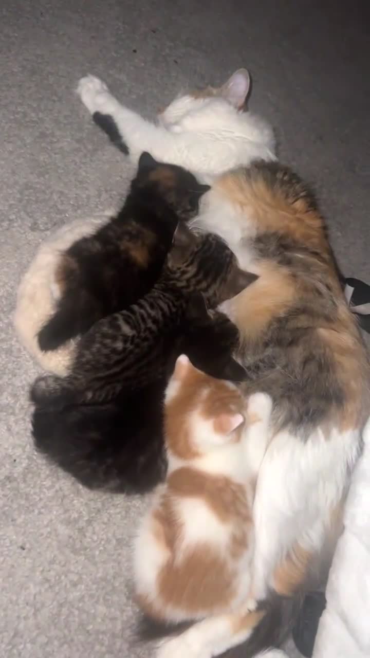 Mixed Breed cats for sale: 4 mixed babies for sale  - Video 4