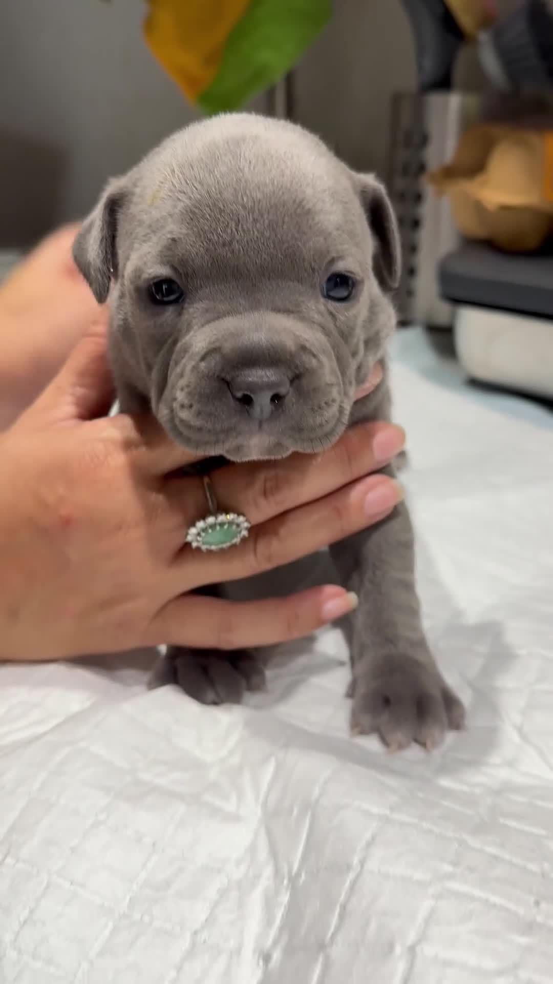 Staffordshire Bull Terrier dogs for sale: Adorable Blue Staffordshire Bull Terrier Puppies - Video 1