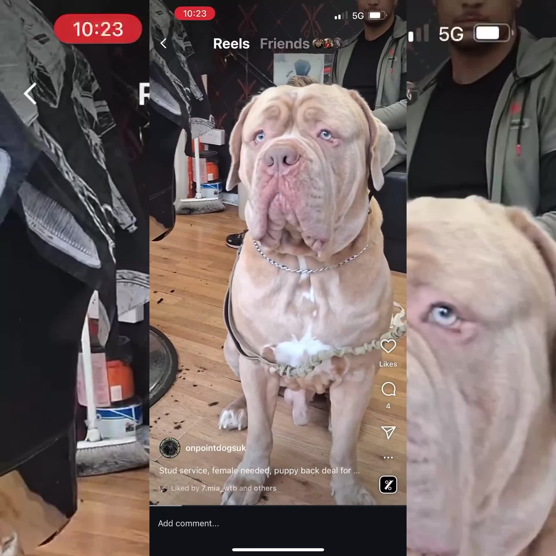 Mastiff dogs for stud: Neapolitan Mastiff cross (Sabre) - Video 1