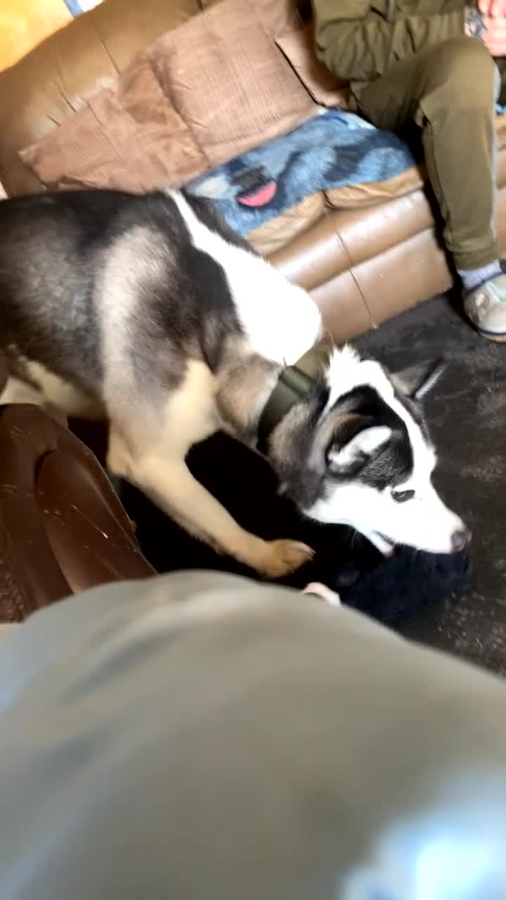 Siberian Husky dogs for sale: Siberian husky  - Video 1