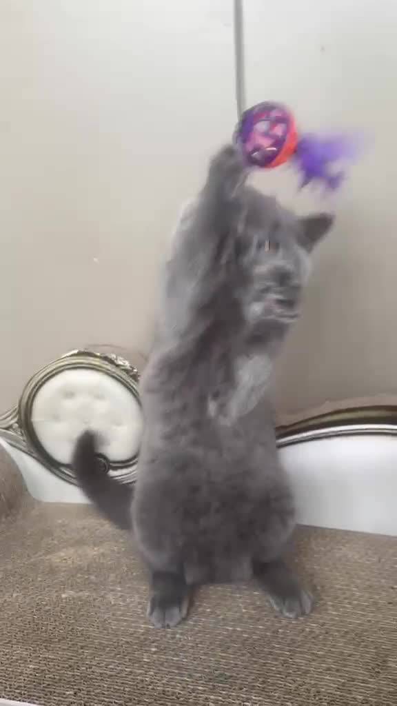 British Shorthair cats for sale: GORGEOUS British Short Hair Kittens - Video 2
