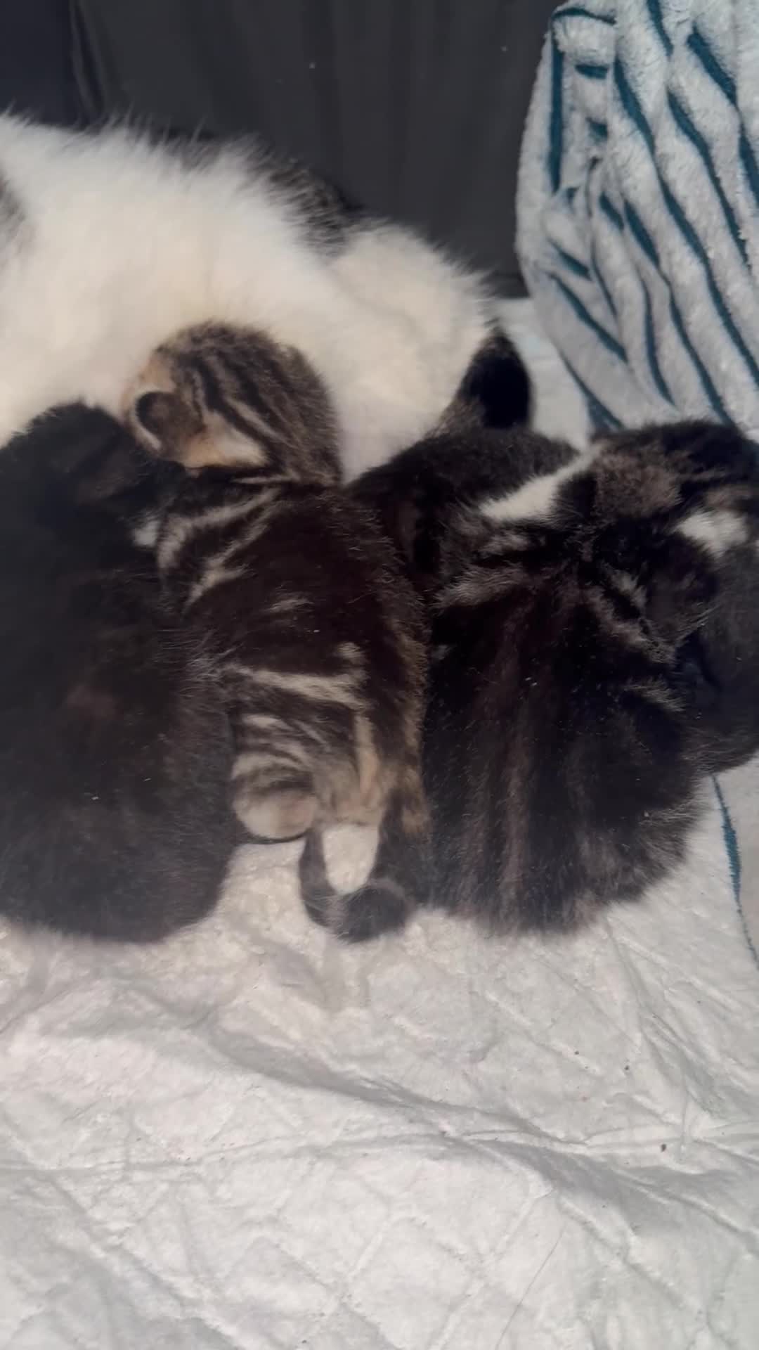 Mixed Breed cats for sale: Two beautiful kittens for sale  - Video 3