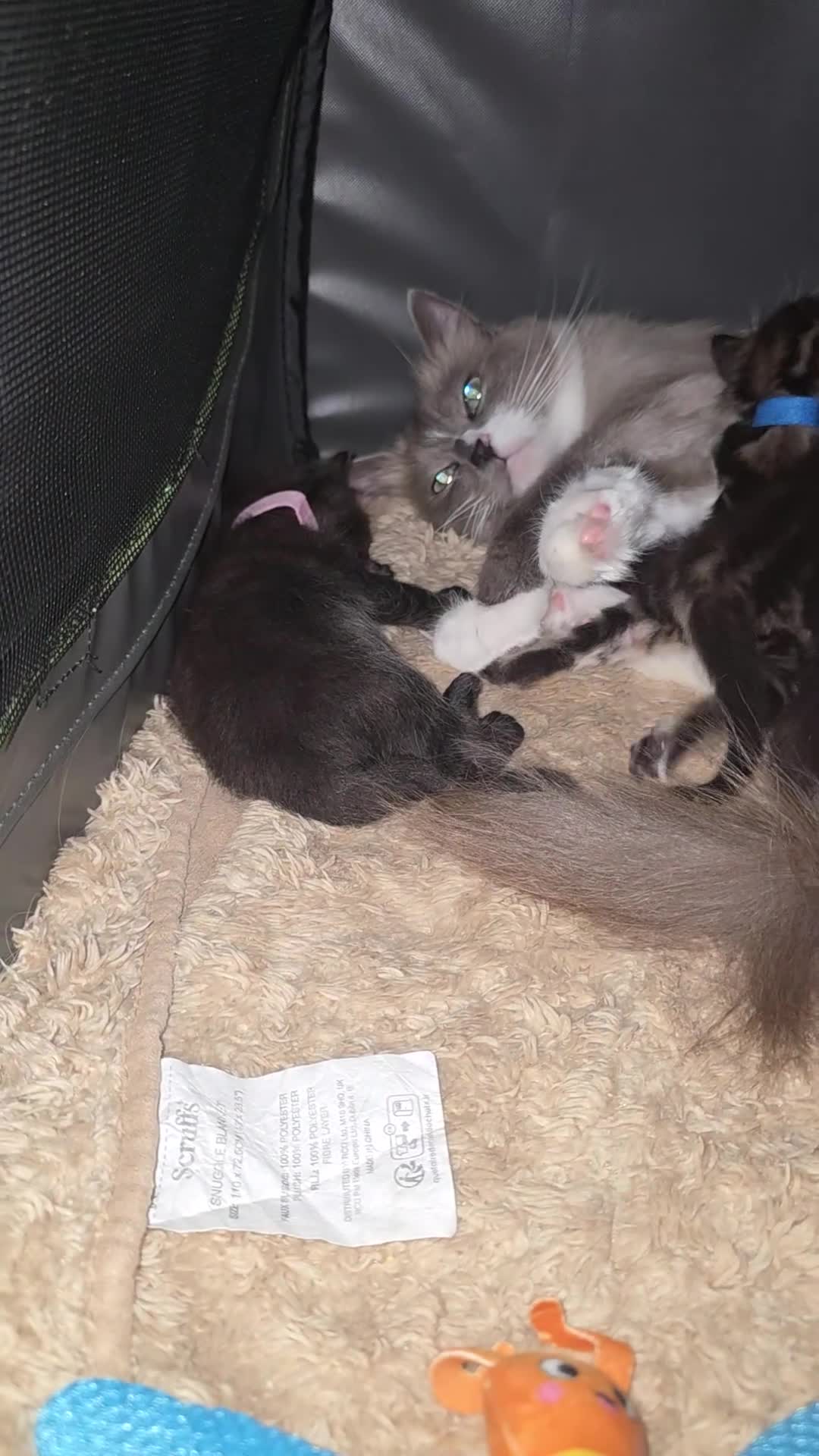 Ragdoll cats for sale: Ragdoll cross kittens for sale in Bolton - Video 1