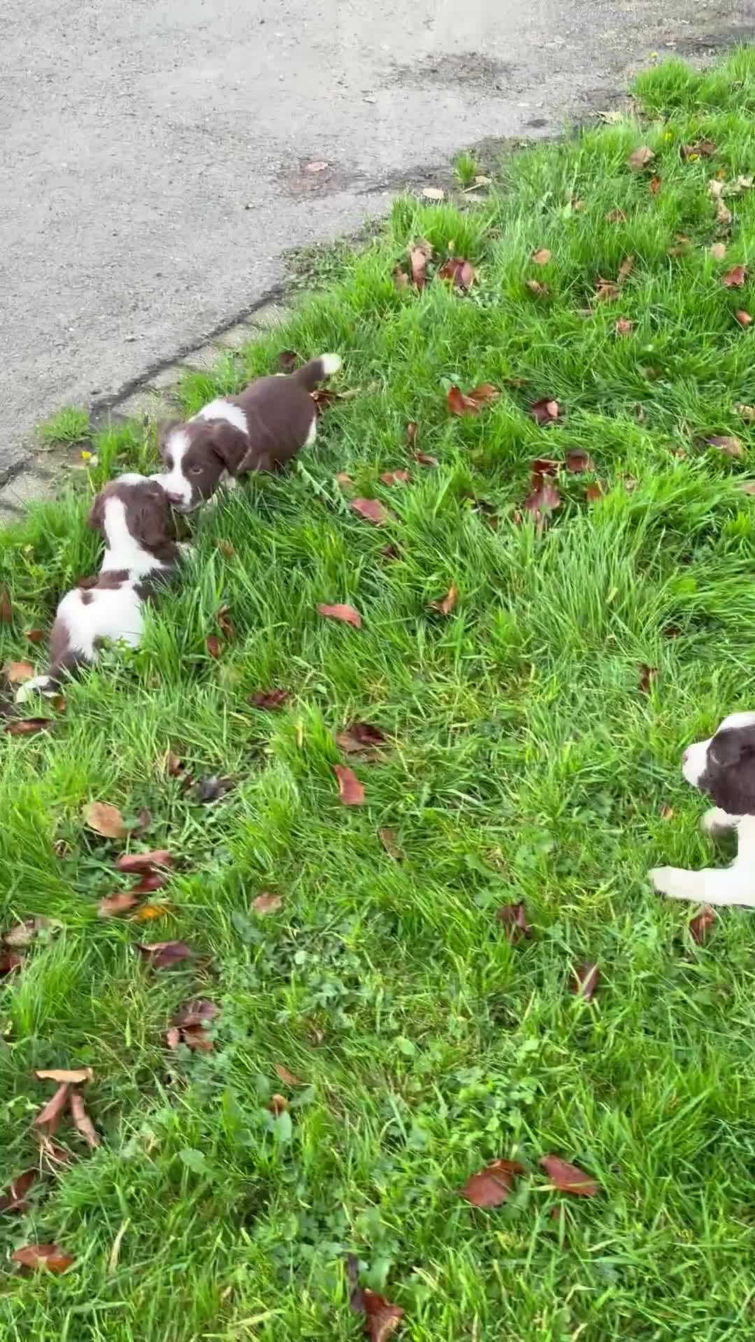 English Springer Spaniel dogs for sale: Springer spaniel puppies  - Video 1