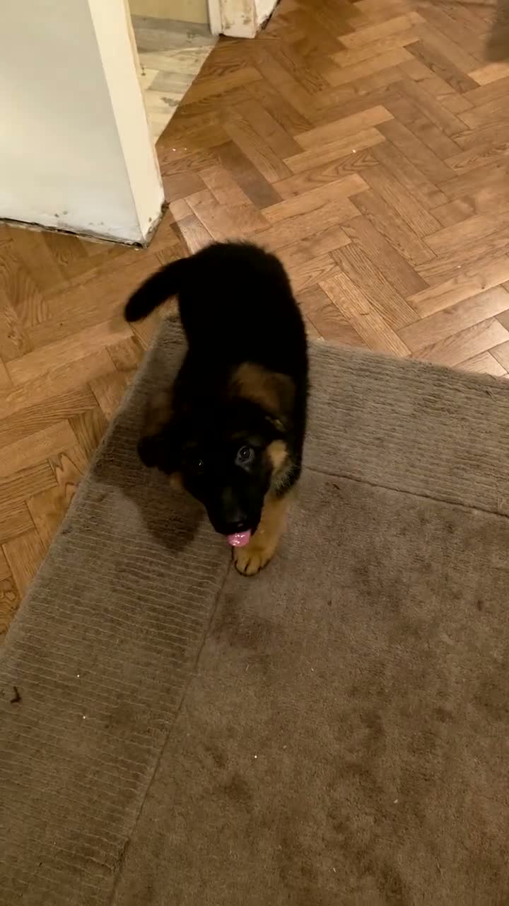 German Shepherd dogs for sale: Long hair German Shepherd puppy full health tests - Video 1