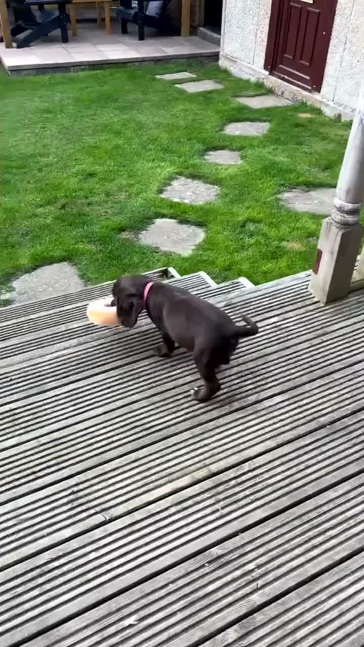 Cocker Spaniel dogs for sale: Cocker spaniel puppy - Video 1