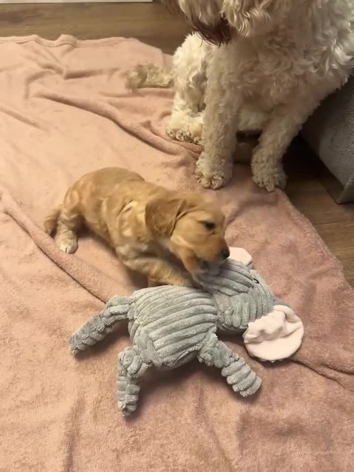 Cockapoo dogs for sale: Beautiful F2 Cockpoo in Sunderland - Video 4