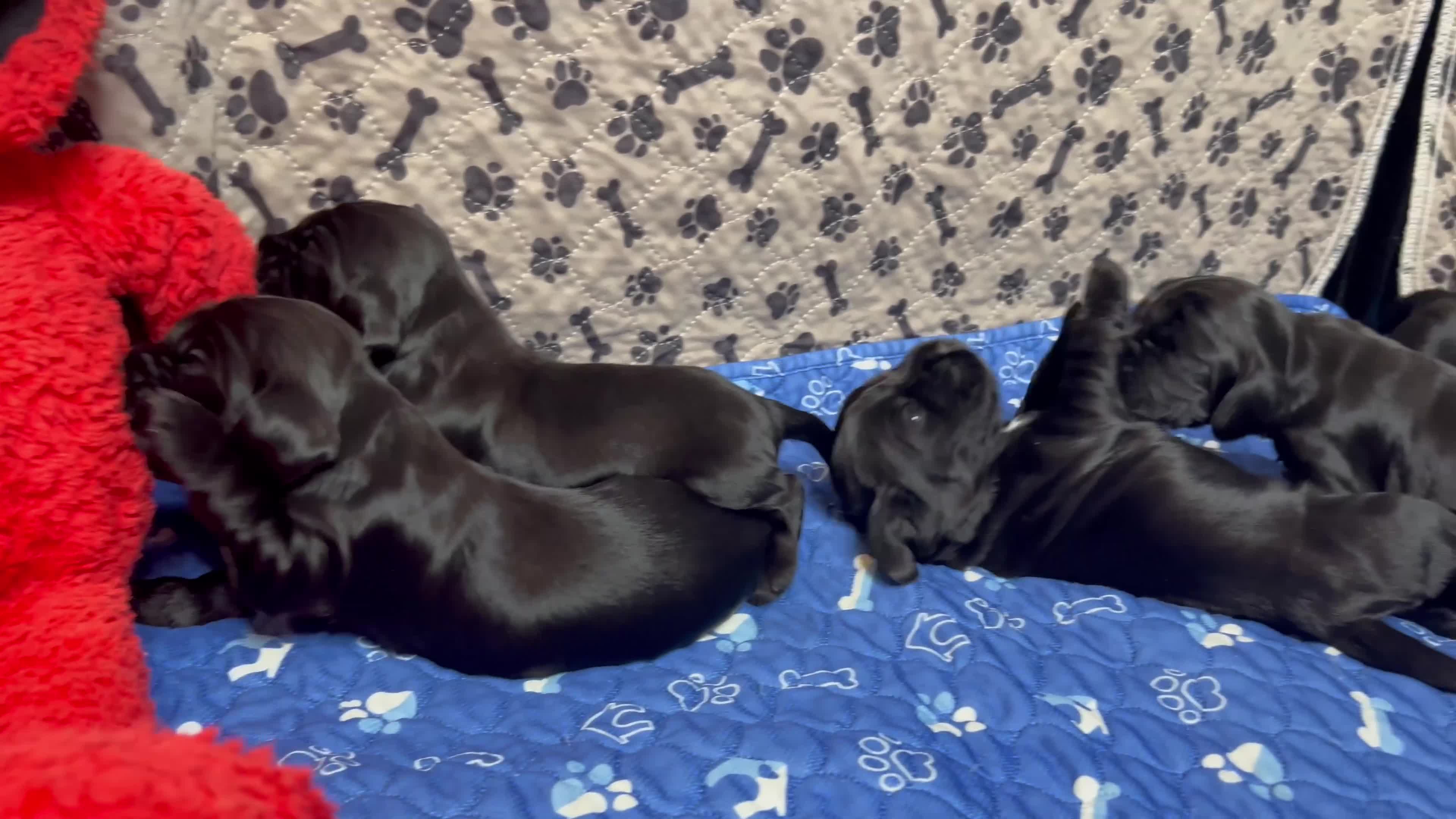 Cocker Spaniel dogs for sale: Show-Quality Cocker Spaniel Puppies  - Video 2