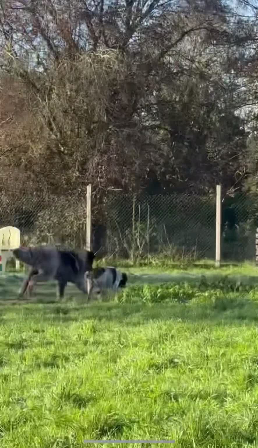 Caucasian Shepherd Dog dogs for sale: 🏡 ADOPT MISHA 🐾 FREE 🌟 Make a Christmas Miracle - Video 4