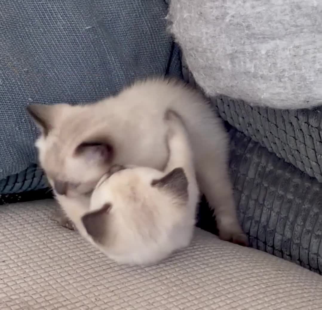 British Shorthair cats for sale: Beautiful British shorthair kittens - Video 1