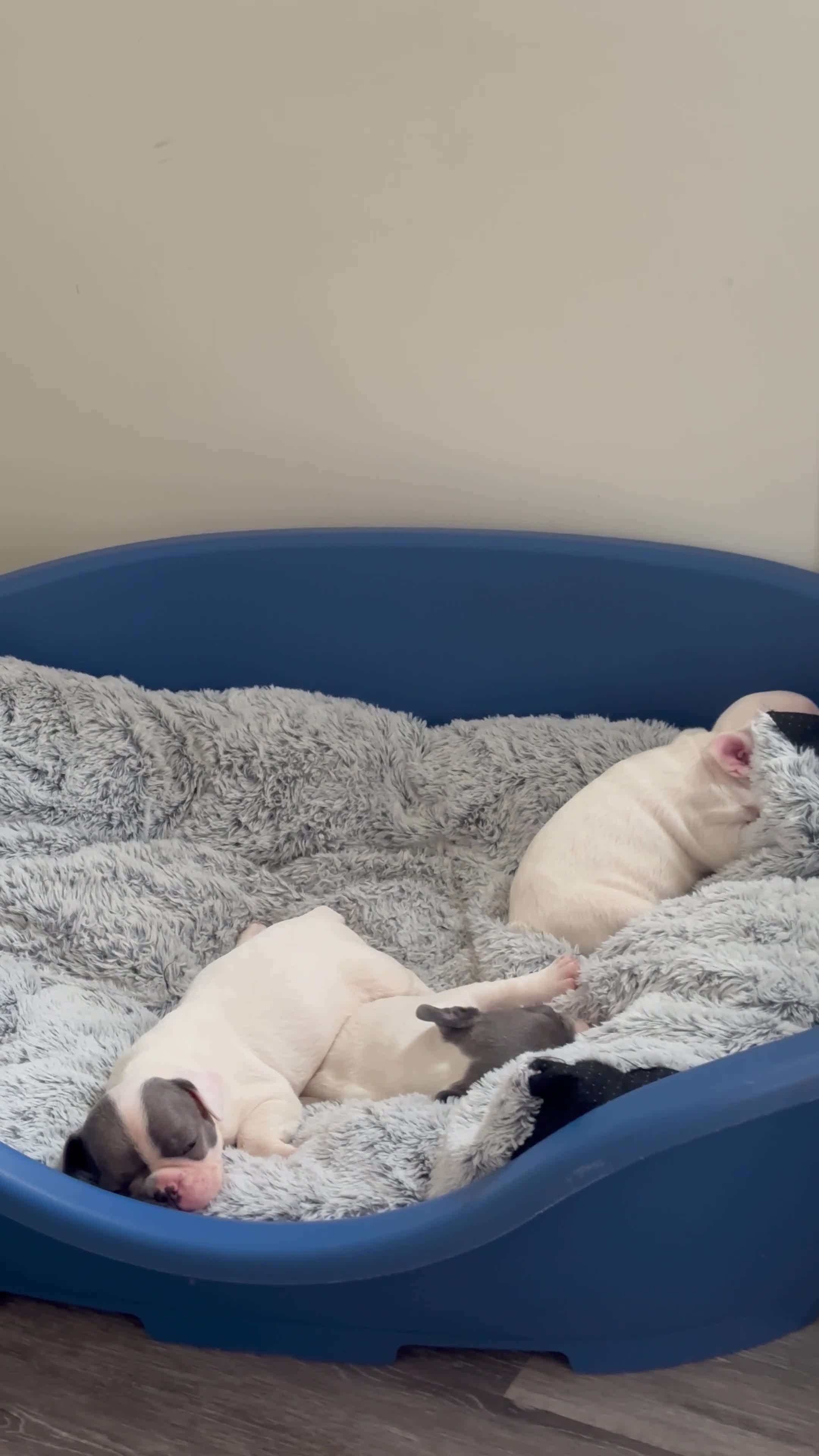 French Bulldog dogs for sale: Puppies for sale  - Video 1