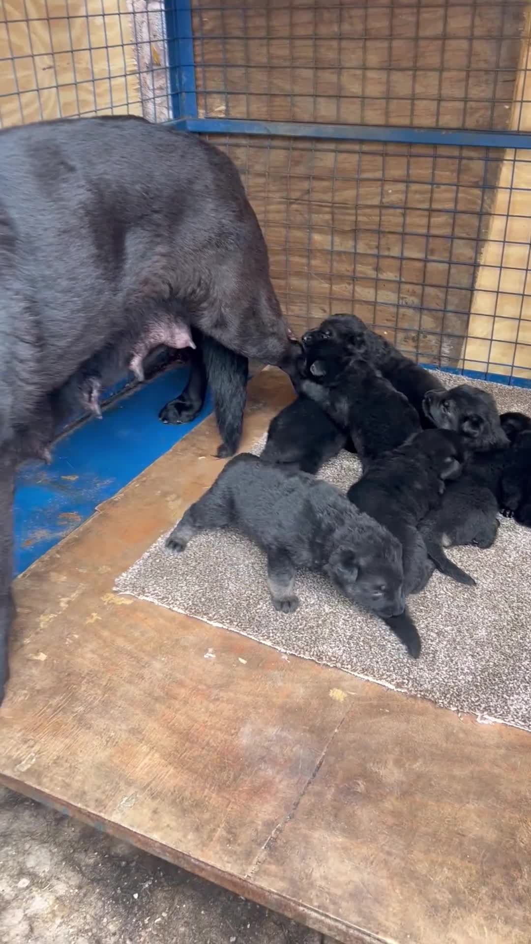 German Shepherd dogs for sale: Black German Shepherded Puppies for Sale - Video 4
