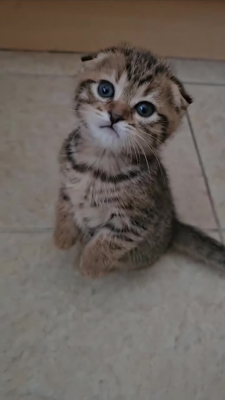 Scottish Fold cats for sale: Beautiful Scottish Fold Kittens - Video 1